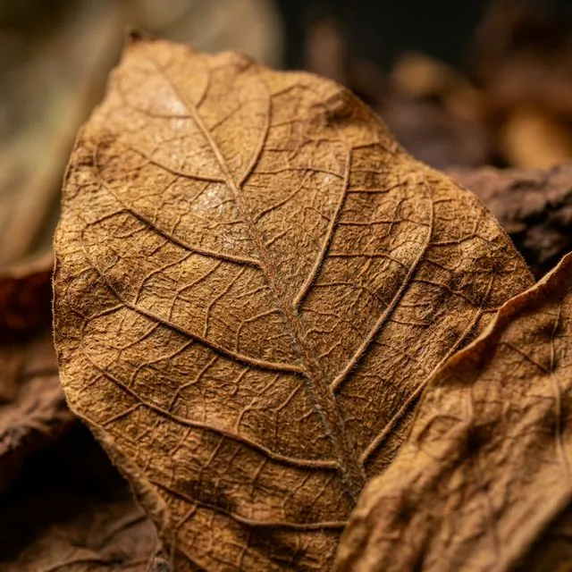Textura da Folha de Tabaco