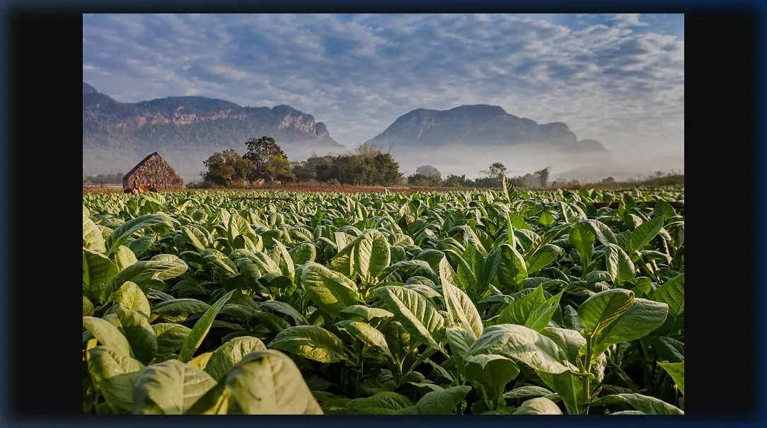 Paisagem Recôncavo Baiano