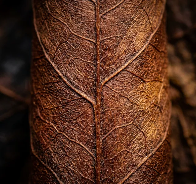 Capa do artigo: Review Técnico: Oliva Serie V Melanio Figurado (96 Pontos)